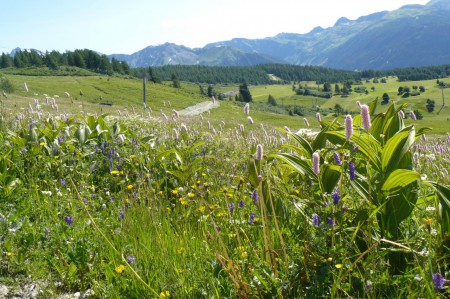 Fleurs des champs
